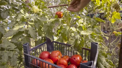 Picking tomatoes in greenhouse Stock Footage 66529474