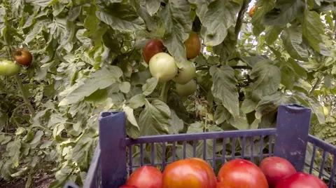 Picking tomatoes in greenhouse Stock Footage 66529495