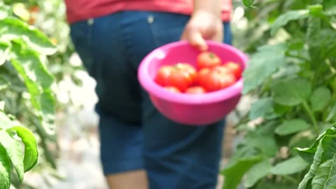 Picking tomatoes from greenhouse Stock Footage