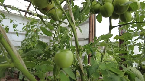Picking tomatoes in the greenhouse Stock Footage 300531395
