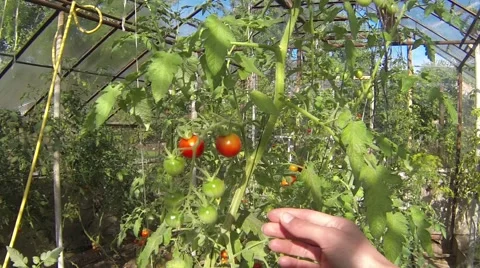 Picking tomatoes in greenhouse1 Stock Footage 41005073