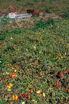 Picking tomatoes manually in crates. Tomato farm. Tomato variety for canning. Stock Photos