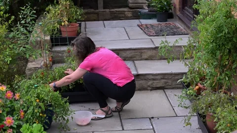 Picking tomatoes on the patio Stock Footage 321460091
