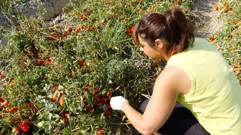 Picking Tomatoes in summer. Young woman harvesting tomatoes Stock Footage 87378776