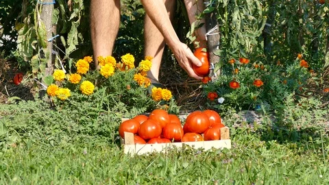 Picking up tomatoes in vegetable garden Stock Footage 108636256