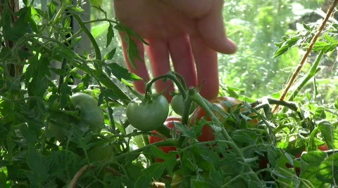 Picking tomatos 動画素材 484786
