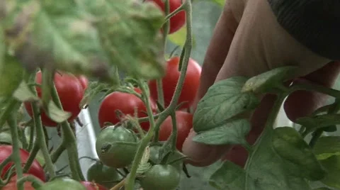 Picking tomotoes Stock Footage 924914