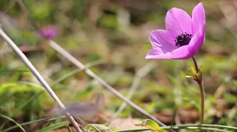 Picking up a tulip Stock Footage 46265723