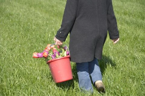Picking Tulips Stock Photos