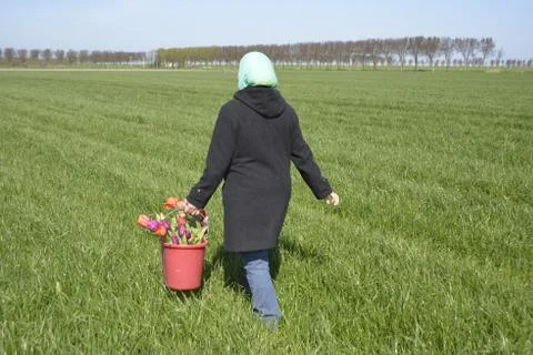 Picking Tulips Stock Photos