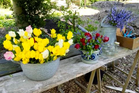 Picking Tulips Fotos Stock