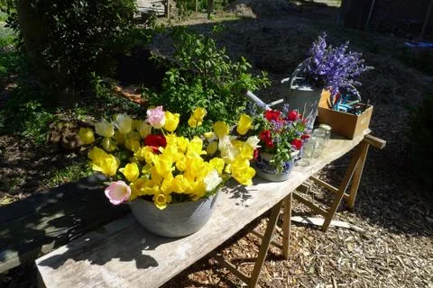 Picking Tulips Фото