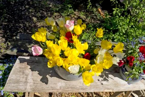 Picking Tulips Fotos Stock