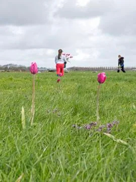 Picking Tulips Stock Photos