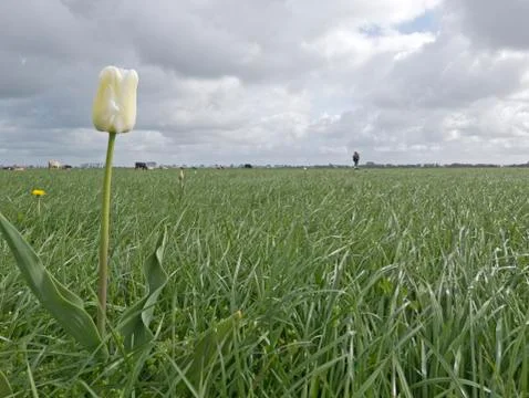 Picking Tulips Stock Photos