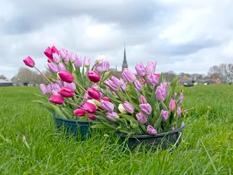 Picking Tulips Stock Photos