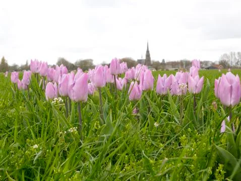 Picking Tulips 스톡 사진