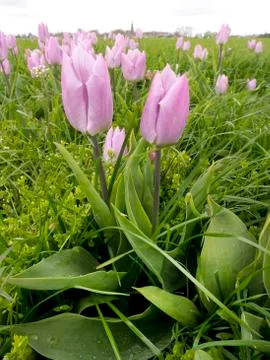 Picking Tulips Stock Photos
