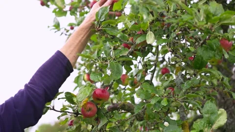 Picking Two Apples 스톡 동영상 214431648