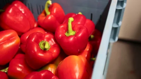 Picking up two bell peppers Stock Footage 60443115