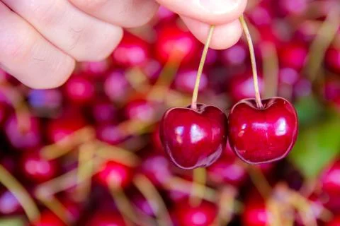 Picking two cherries Stock Photos