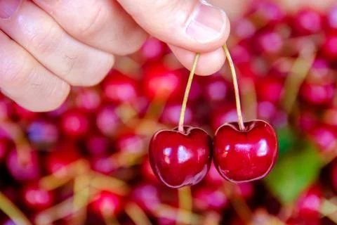 Picking two cherries Stock Photos