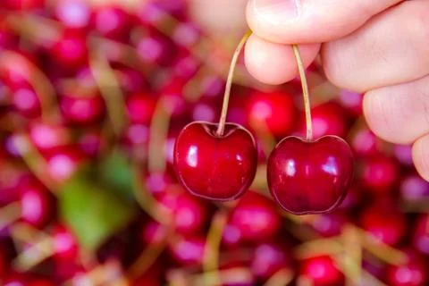 Picking two cherries Stock Photos