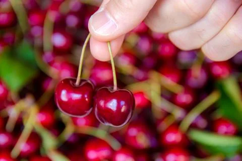 Picking two cherries Stock Photos