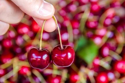 Picking two cherries Stock Photos