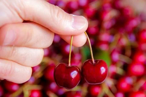 Picking two cherries Stock-Fotos