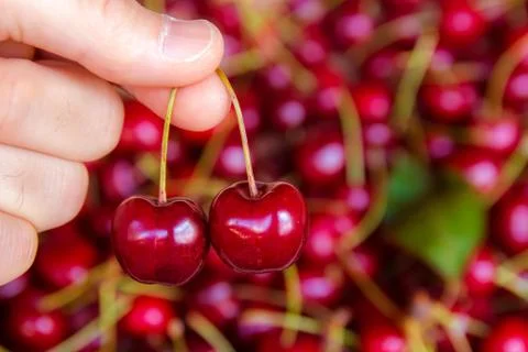 Picking two cherries Stock Photos