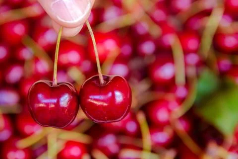 Picking two cherries Stock-Fotos