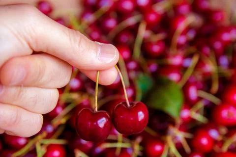 Picking two cherries Stock Photos