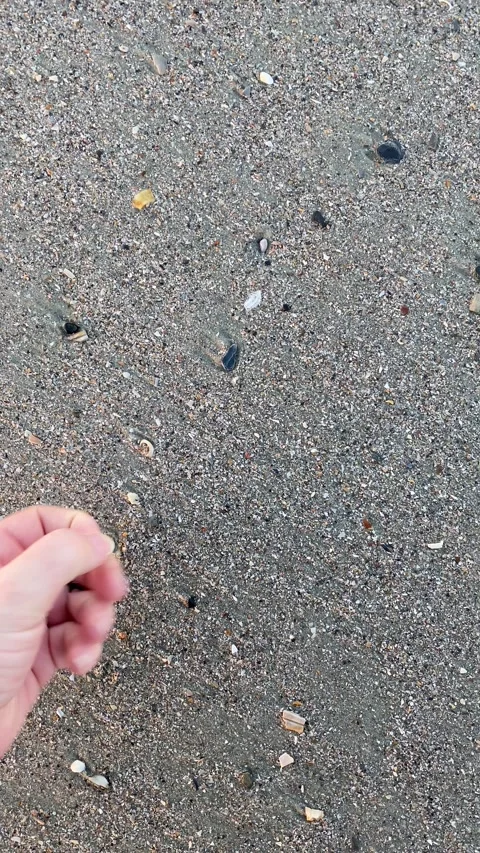 Picking up two shark teeth Stock Footage 264155638