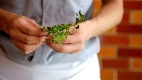 Picking vegetables basil Stock Footage 73899731