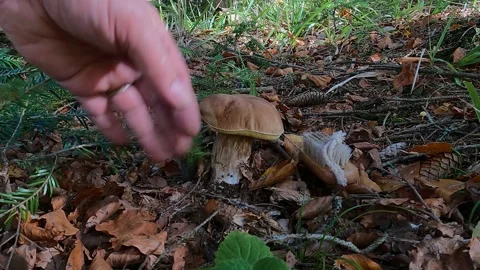 Picking up of very nice specimen of Cep or Porcini mushroom Stock Footage 295319248