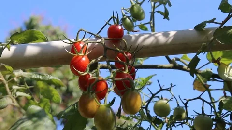Picking vine ripe heirloom red grape tomatoes Stock Footage 88280609