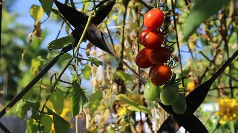 Picking vine ripe heirloom red grape tomatoes Stock Footage 88280717