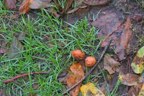 Picking walnuts in autumn Stock Photos
