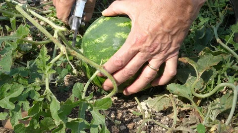 Picking watermelon in summer, Stock-Footage 93996587