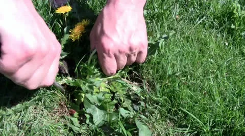 Picking weed in the garden Stock Footage 24696829