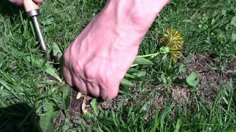 Picking weed in the garden Stock Footage 24698127