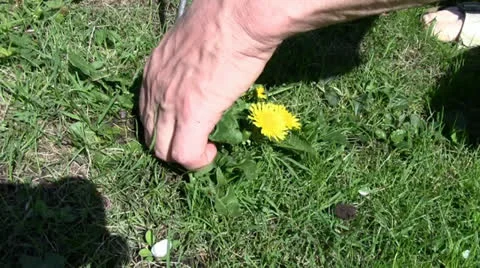 Picking weeds Stock Footage