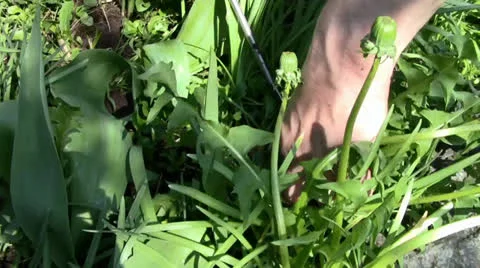 Picking weeds in the garden Stock Footage 24695761