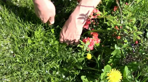Picking weeds at the lawn Stock Footage 24695731