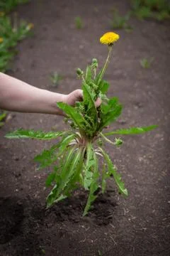 Picking the weeds Stock Photos