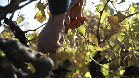 Picking White Grapes Against The Sunlight Vídeos de archivo 166235301