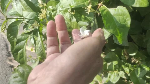 Picking White Jasmine in The Garden Stock Footage 288169891