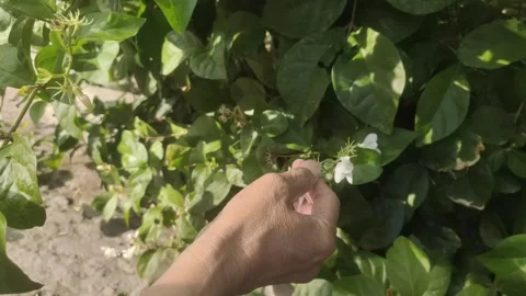 Picking White Jasmine in The Garden Stock Footage 288169894
