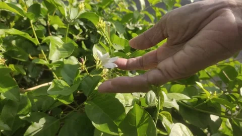 Picking White Jasmine in The Garden Stock Footage 288169901